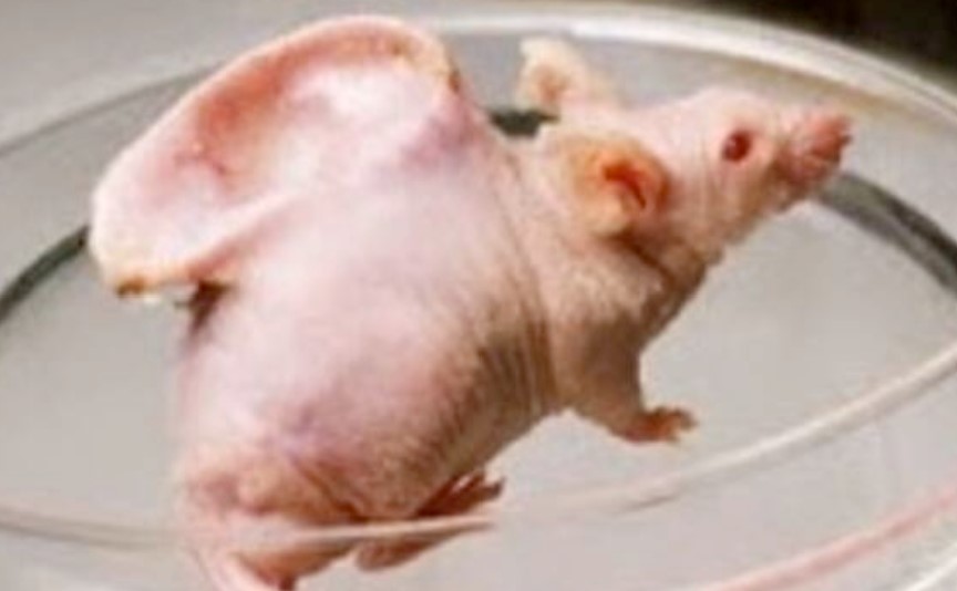 マウスの背中にヒトの耳